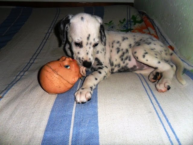 Dalmatian puppy play with plastic bottle ESK TV class=