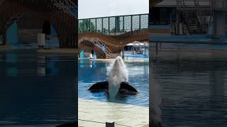 Seaworld Orlando Florida | Orca Encounter