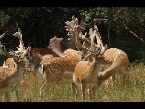 Video: The Curse Of The Royal Forest New Forest - Alternativ Visning