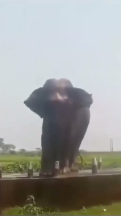 hati ❤️🐘❤️ #elephantlovers #elephant #wildlife #wildElephant #hati #hati #youtubeshorts  #trending