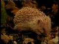 Hedgehog rescue