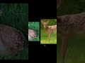 “Cute Animals Video Ep 1”