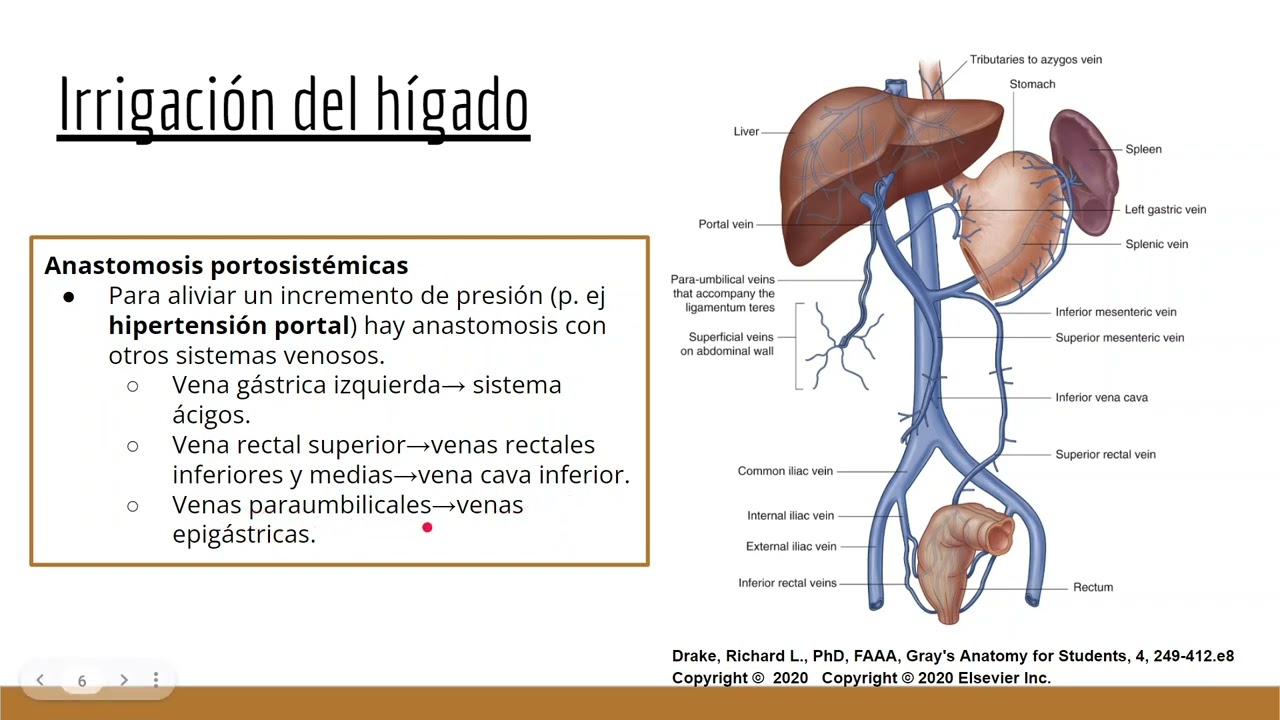 La granada y el higado