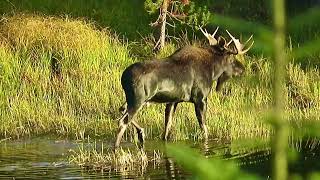 Bull moose close up