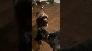 Who wins this fight to the death? My Wirehaired Pointing Griffon or German Wirehaired Pointer puppy!