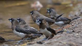 white-rumped munia or white-rumped mannikin (Lonchura striata)