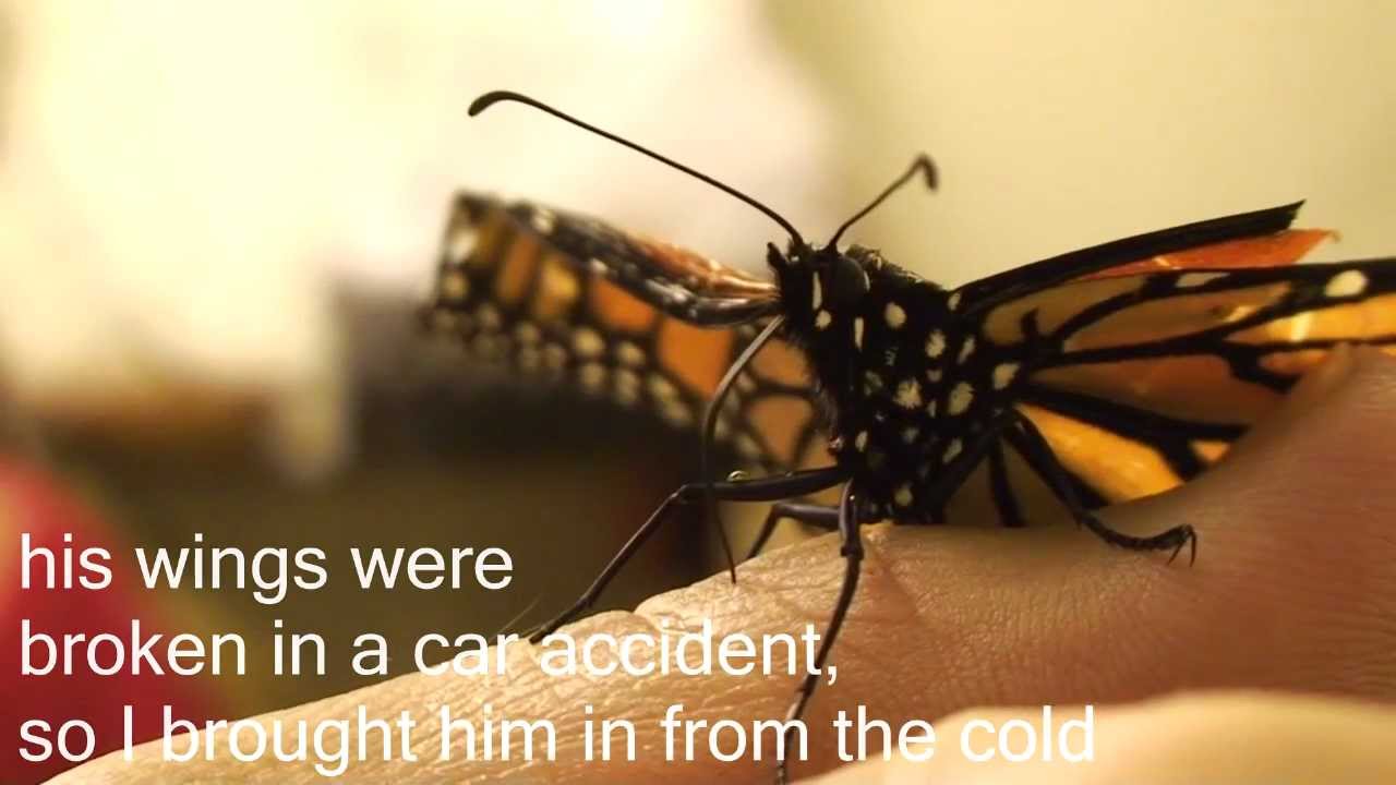 Hand Feeding A Erfly Rescued Monarch You Hand Feeding A Erfly Rescued Monarch