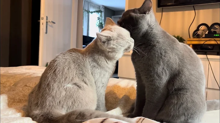 Video 4009861: british shorthair kittens cuddling