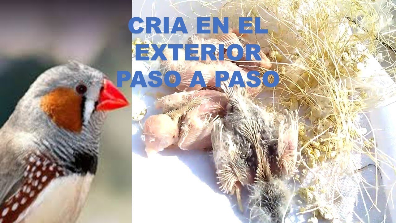 paso a paso para criar diamante mandarín YouTube paso a paso para criar diamante mandarín YouTube