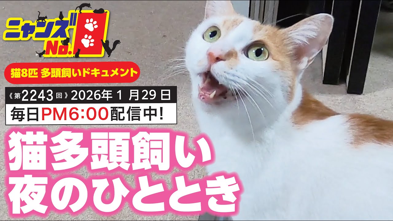 No. 2243》Nighttime moments with multiple cats - YouTube