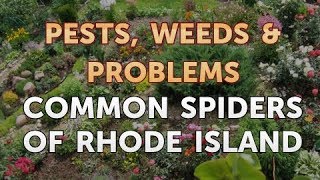 Common Spiders of Rhode Island