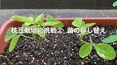 コーナン できる キュウリをプランターで育てよう 基本編 Youtube