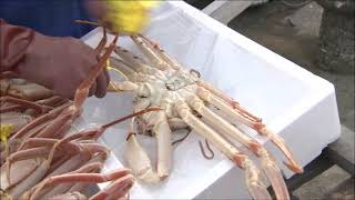 Echizen Gani The Treasure Of Fukui Prefecture Long Version Without Subles