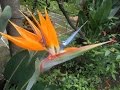 Strelitzia Reginae// Flor ave del Paraíso// Estrelitzia// Estrelicia// Pájaros de fuego.