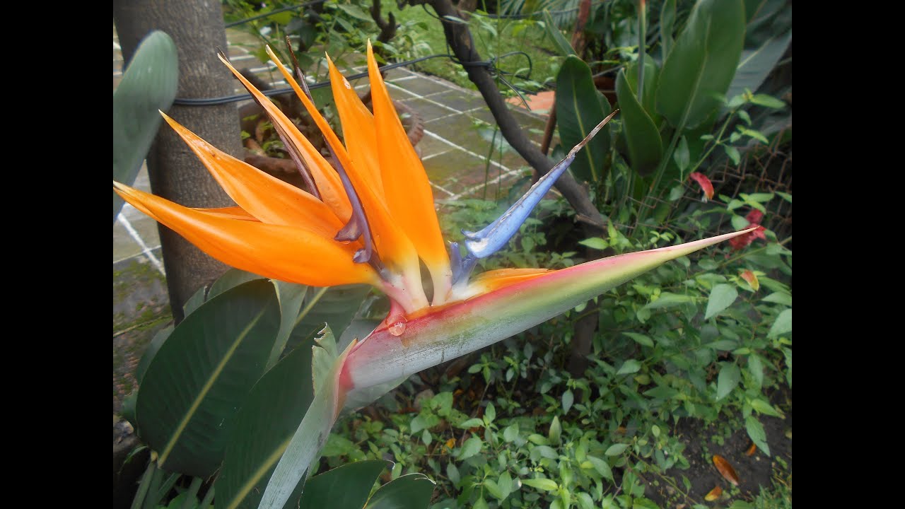 Strelitzia Reginae// Flor ave del Paraíso// Estrelitzia// Estrelicia//  Pájaros de fuego. - YouTube