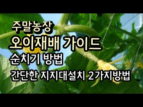 오이재배 가이드 순치기 방법과 지지대 설치 2가지방법