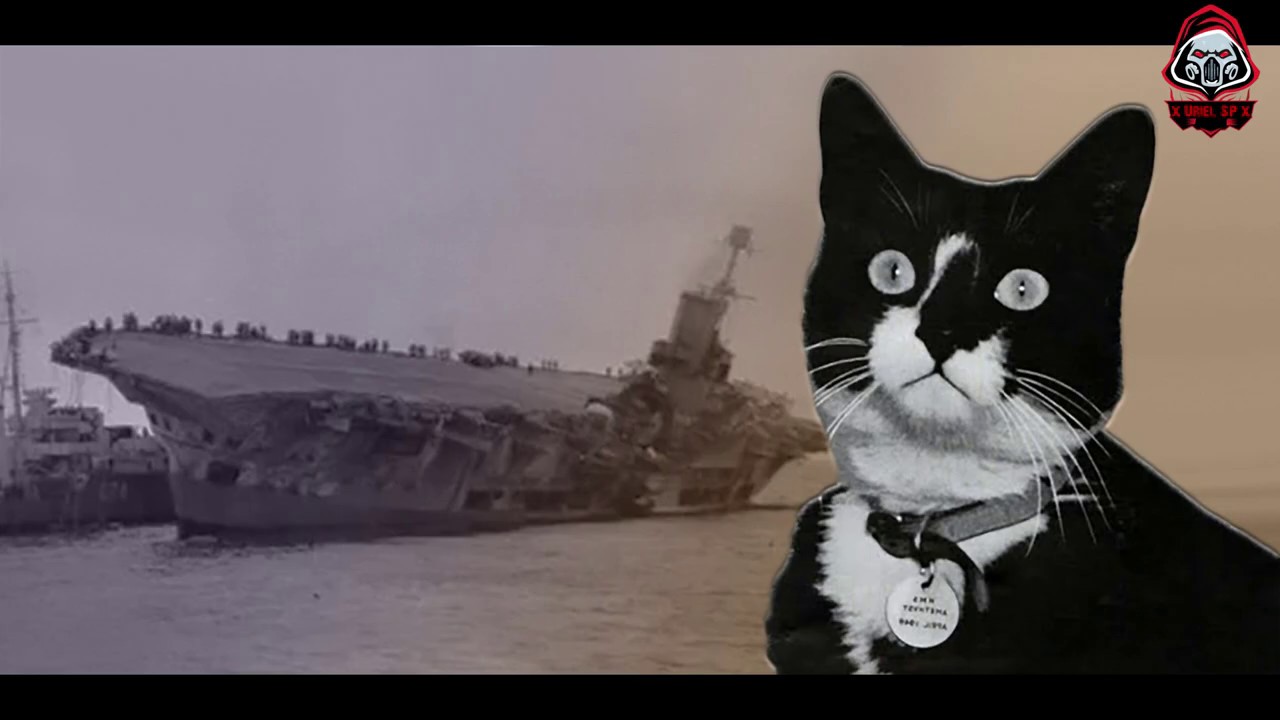 кот с линкора бисмарк непотопляемый сэм. непотопляемый сэм. непотопляемый сэм кот. кот с линкора бисмарк непотопляемый сэм. непотопляемый сэм на бисмарке.