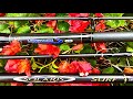 Best Quality Surf Rods For Value & Performance!
