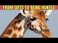 How Giraffes Went From Being Gifts to Hunted Animals - Interesting Wildlife Giraffe Documentary