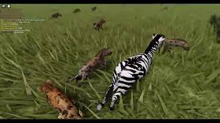 Hunting Herd Hibo: Hyenas VS Zebras! | Wild Savannah