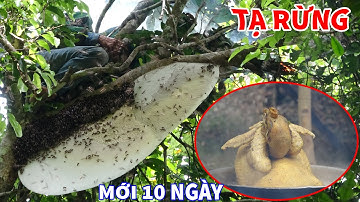 VÀO RỪNG TÌM MẬT ONG RỪNG, NGỦ RỪNG, ĐI SĂN - Mùa Mật Ong Rừng 2023 | T6