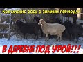 КОРМЛЕНИЕ ОВЕЦ В ЗИМНИЙ ПЕРИОД!!! #кормление_овец #гиссар #эдильбаи #овцеводство #зимнее_содержание