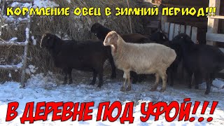 видео: КОРМЛЕНИЕ ОВЕЦ В ЗИМНИЙ ПЕРИОД!!! #кормление_овец #гиссар #эдильбаи #овцеводство #зимнее_содержание картинка: КОРМЛЕНИЕ ОВЕЦ В ЗИМНИЙ ПЕРИОД!!! #кормление_овец #гиссар #эдильбаи #овцеводство #зимнее_содержание