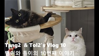 탱이Tang2 톨이Tol2 브이로그 10탄 / 천고묘비의 계절 가을이구나 !! / 중성화의 효과 ?! / 드디어 찾아온 평화 / Black Cat / Ragdoll Cat by 탱이톨이 (Tang2 & Tol2) 65 views 6 months ago 7 minutes, 29 seconds