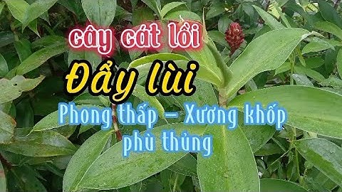 Bài thuốc hay trị phong thấp, xương khớp, phù thủng từ cây cát lồi