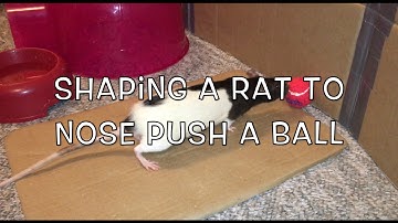 Shaping: Clicker-Training A Rat To Nose Push A Ball