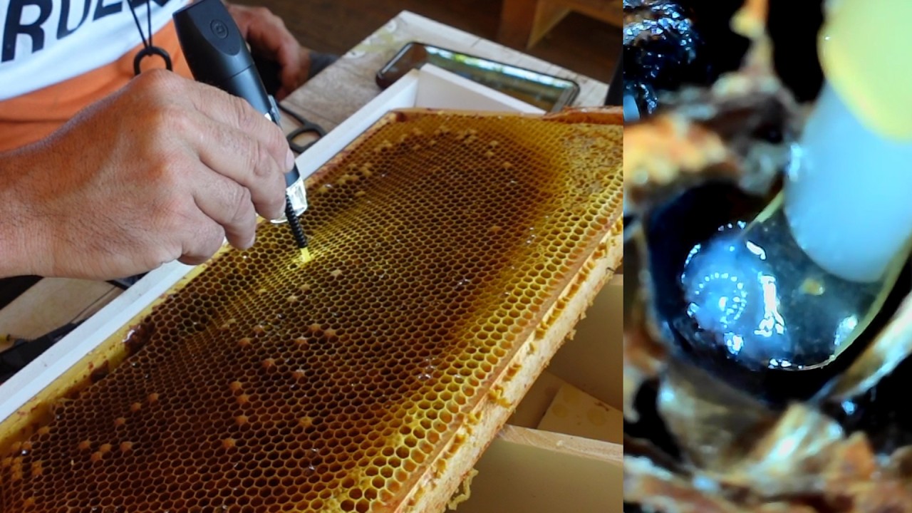 So geht Königinnenzucht – auch wenn die Königin verschwindet Umlarven wie ein Profi