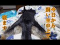 飼い主の上で寝ることにしたシェパード【German Shepherd Dog】 My Dog Decides to Sleep on Her Owner