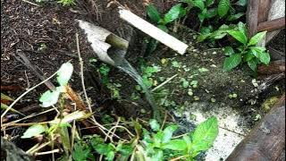 di persawahan kampung cigaluh mekarsari.garut