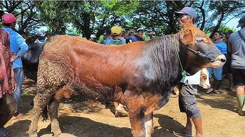 14.500 !! Pegon Super Calon Jumbo Harga Murah Meriah !! Pasar Sapi Jatirogo 