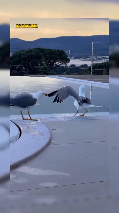 Kenapa Burung Camar Ini Saling Tarik? 🤔 #animals