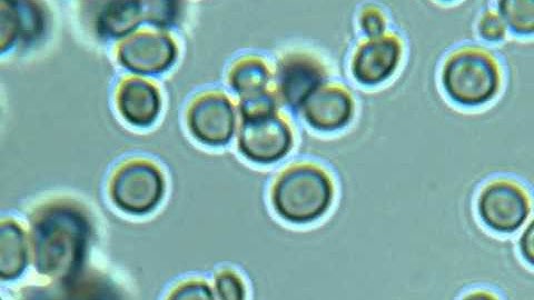 Budding Yeast - Time-lapse