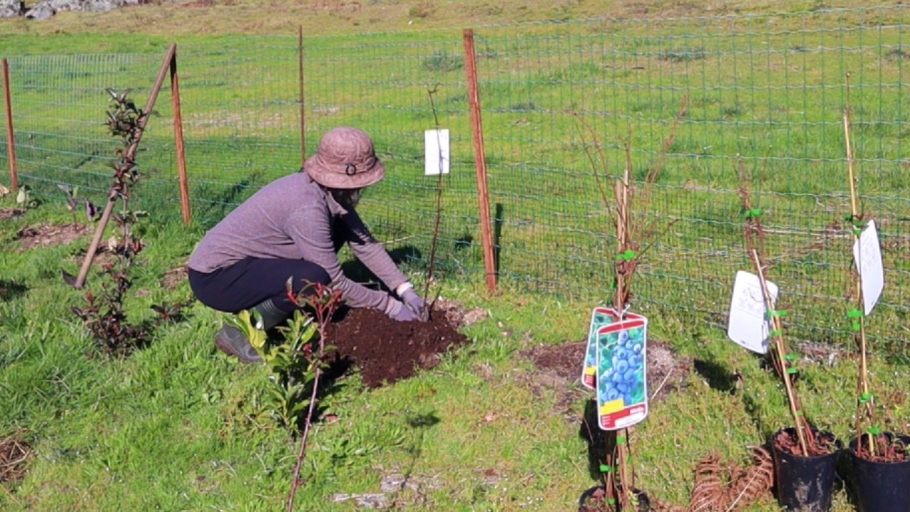 AUMENTAR A FLORESTA DE ALIMENTOS NA SERRA