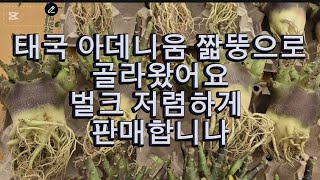 태국 아데니움 모양 예뻐요