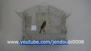 My goldfinch sings after 3 years /حسون مقنين يغرد بعد ثلاث سنوات