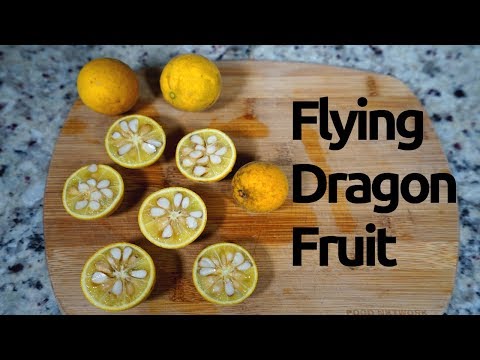 Vídeo: Flying Dragon Bitter Orange - É Trifoliate Orange Comestível