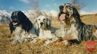 ENGLISH SETTER  The Best HUNTING DOGS for Birds