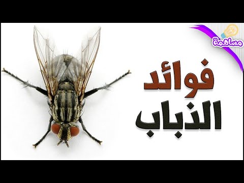 حقائق غريبة عن الذباب . لن تصدق أن للذباب فوائد و ماهي فوائده و الدواء الذي في جناح ذبابة