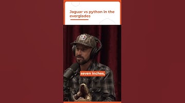 Joe Rogan: Jaguar VS Python in the Everglades #shorts #JoeRogan #JRE