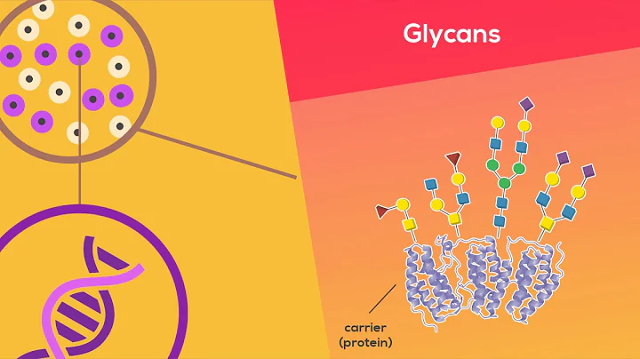 Glycosylation in colorectal cancer  (GlyCoCan)