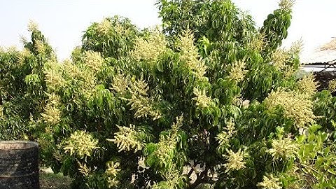 XOÀI CÁT HOÀ LỘC, 3 NGÀY SAU KHI KÍCH CỬ 2.