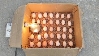 How to make a home incubator at home from a paper box \/\/ Incubator for chicken eggs