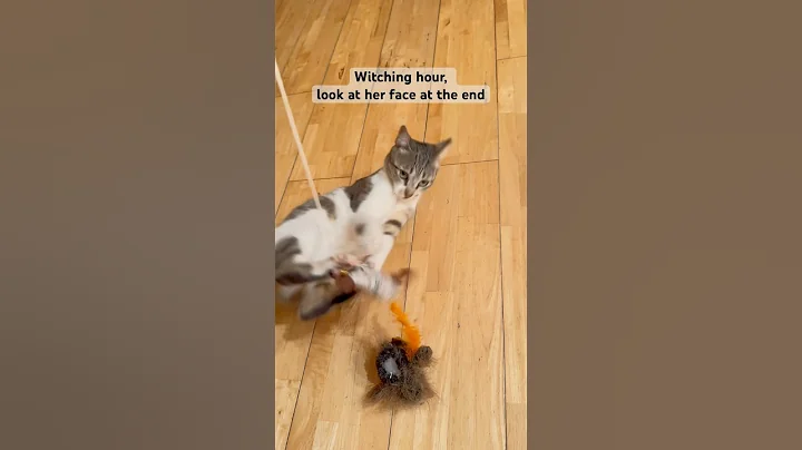 Video 10623601: mau cat funny, kitty cat animal cutecat, cat cutecat love, uk cutecats