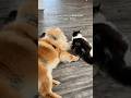 Our Cat is obsessed with our dog