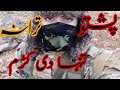 پشتو ترانہ New Pashto Tarana پشتو ترانہ New Pashto Tarana