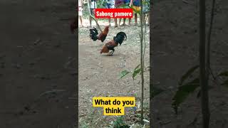 Sabong #trinding  #sabong #viral  #pinoyyoutuber #philippine #nature #animals #internationalday screenshot 1